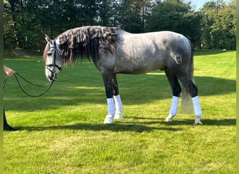 PRE, Wallach, 5 Jahre, 161 cm, Schimmel