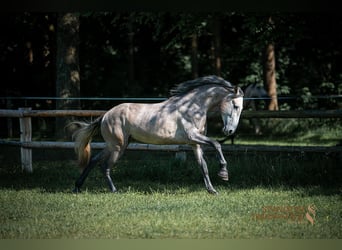 PRE Mix, Wallach, 5 Jahre, 161 cm, Schimmel