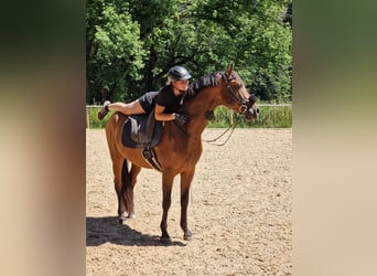 PRE, Wallach, 5 Jahre, 162 cm, Brauner