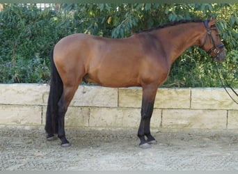 PRE, Wallach, 5 Jahre, 162 cm, Brauner