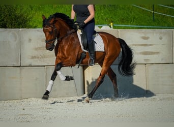 PRE Mix, Wallach, 5 Jahre, 162 cm, Brauner