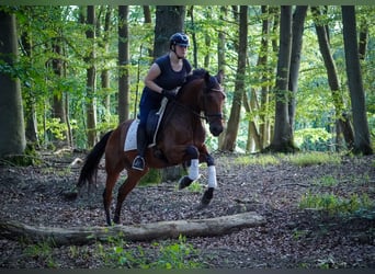 PRE Mix, Wallach, 5 Jahre, 162 cm, Brauner