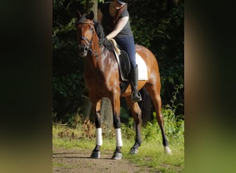 PRE Mix, Wallach, 5 Jahre, 162 cm, Brauner