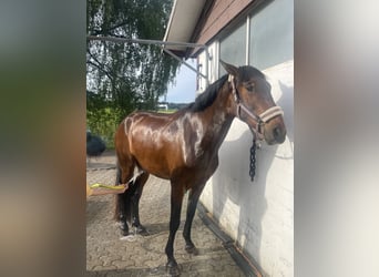 PRE Mix, Wallach, 5 Jahre, 162 cm, Brauner