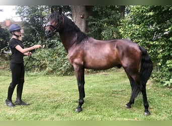 PRE Mix, Wallach, 5 Jahre, 162 cm, Brauner