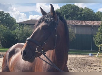 PRE Mix, Wallach, 5 Jahre, 162 cm, Brauner