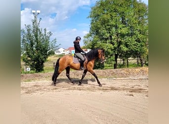 PRE Mix, Wallach, 5 Jahre, 162 cm, Brauner