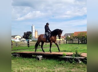 PRE Mix, Wallach, 5 Jahre, 162 cm, Brauner