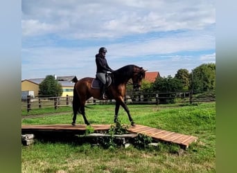 PRE Mix, Wallach, 5 Jahre, 162 cm, Brauner