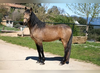 PRE Mix, Wallach, 5 Jahre, 162 cm, Falbe