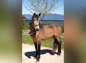 PRE Mix, Wallach, 5 Jahre, 162 cm, Falbe