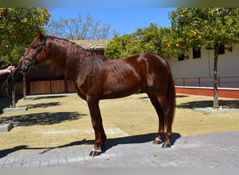 PRE, Wallach, 5 Jahre, 162 cm, Fuchs