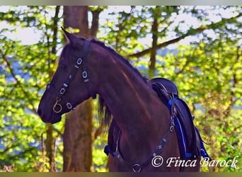 PRE Mix, Wallach, 5 Jahre, 163 cm