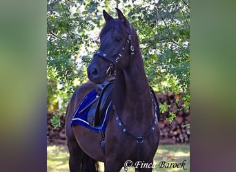 PRE Mix, Wallach, 5 Jahre, 163 cm