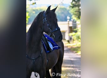 PRE Mix, Wallach, 5 Jahre, 163 cm