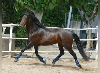 PRE Mix, Wallach, 5 Jahre, 163 cm