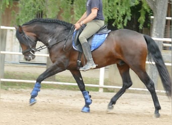 PRE Mix, Wallach, 5 Jahre, 163 cm