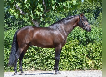 PRE Mix, Wallach, 5 Jahre, 163 cm