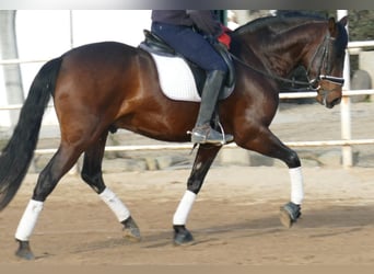 PRE Mix, Wallach, 5 Jahre, 163 cm