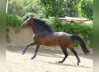 PRE Mix, Wallach, 5 Jahre, 163 cm