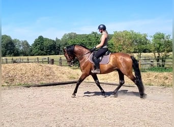 PRE, Wallach, 5 Jahre, 163 cm, Dunkelbrauner