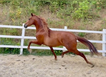 PRE Mix, Wallach, 5 Jahre, 163 cm, Fuchs