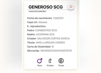 PRE Mix, Wallach, 5 Jahre, 163 cm, Fuchs