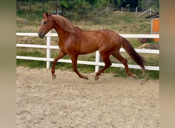 PRE Mix, Wallach, 5 Jahre, 163 cm, Fuchs