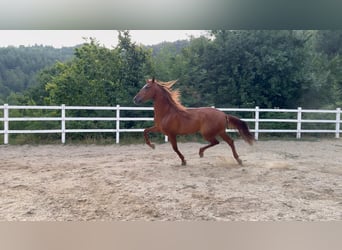 PRE Mix, Wallach, 5 Jahre, 163 cm, Fuchs