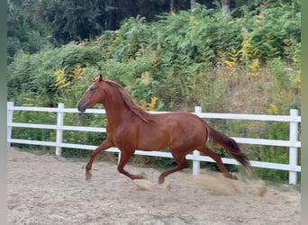 PRE Mix, Wallach, 5 Jahre, 163 cm, Fuchs