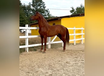 PRE Mix, Wallach, 5 Jahre, 163 cm, Fuchs