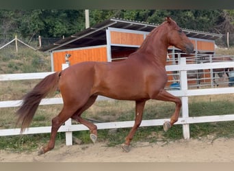 PRE Mix, Wallach, 5 Jahre, 163 cm, Fuchs