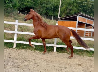 PRE Mix, Wallach, 5 Jahre, 163 cm, Fuchs