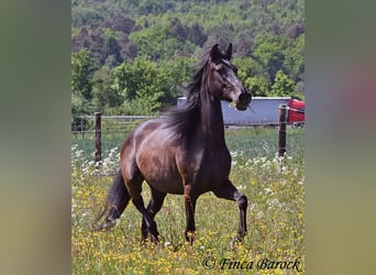 PRE Mix, Wallach, 5 Jahre, 163 cm, Rappe