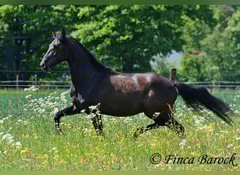 PRE Mix, Wallach, 5 Jahre, 163 cm, Rappe