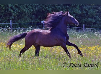 PRE Mix, Wallach, 5 Jahre, 163 cm, Rappe