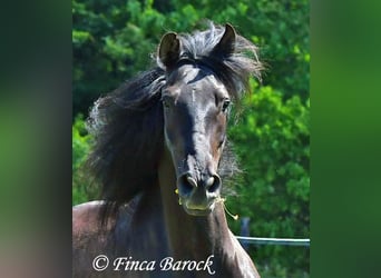 PRE Mix, Wallach, 5 Jahre, 163 cm, Rappe