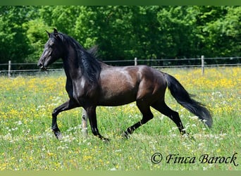 PRE Mix, Wallach, 5 Jahre, 163 cm, Rappe
