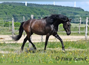 PRE Mix, Wallach, 5 Jahre, 163 cm, Rappe
