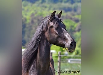 PRE Mix, Wallach, 5 Jahre, 163 cm, Rappe