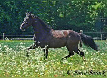 PRE Mix, Wallach, 5 Jahre, 163 cm, Rappe