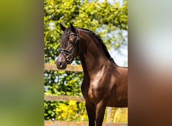 PRE, Wallach, 5 Jahre, 163 cm, Rappe
