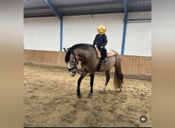 PRE, Wallach, 5 Jahre, 163 cm, Rotschimmel