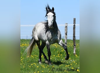 PRE, Wallach, 5 Jahre, 163 cm, Schimmel