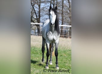 PRE, Wallach, 5 Jahre, 163 cm, Schimmel