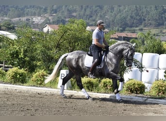 PRE, Wallach, 5 Jahre, 163 cm, Schimmel