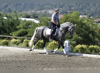 PRE, Wallach, 5 Jahre, 163 cm, Schimmel