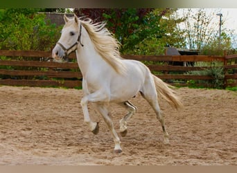 PRE, Wallach, 5 Jahre, 163 cm, Schimmel