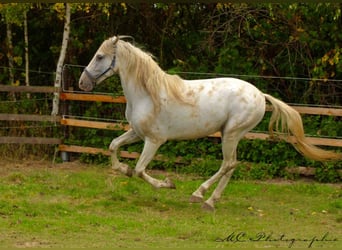 PRE, Wallach, 5 Jahre, 163 cm, Schimmel