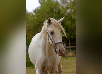 PRE, Wallach, 5 Jahre, 163 cm, Schimmel
